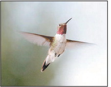 All About Ruby-Throated  Hummingbirds