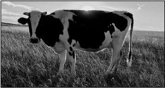 You Asked, We Answered:  Dairy Cow Facts