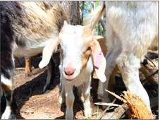 Wisconsin’s Newest  Land Managers – Goats