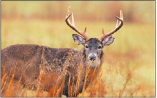 Make a Difference with your Deer this Hunting Season