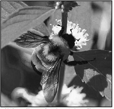 Our Native Pollinators
