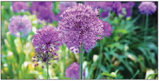 Plant Alliums This Fall to Add Variety and Beauty to Your Garden